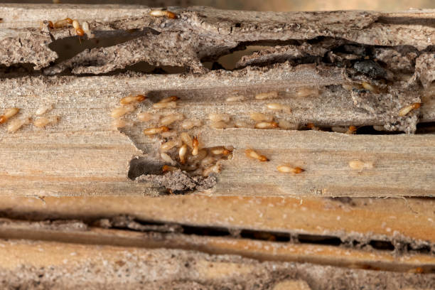 Best Bed Bug Extermination  in Rolesville, NC