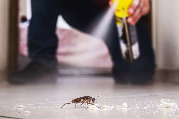 Best Spider Control Near Me  in Rolesville, NC
