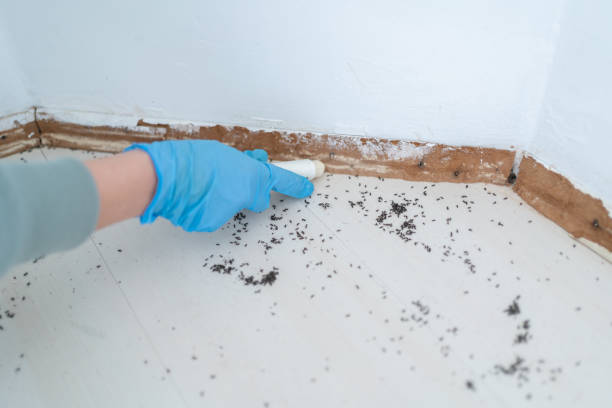 Best Affordable Pest Control Services  in Rolesville, NC